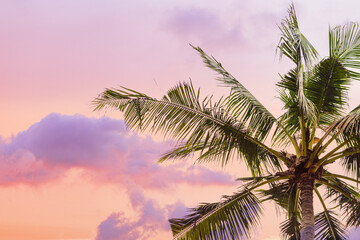 Palm tree close up against sunset sky, vanilla pastel color, green palm leaves of coconut tree on...