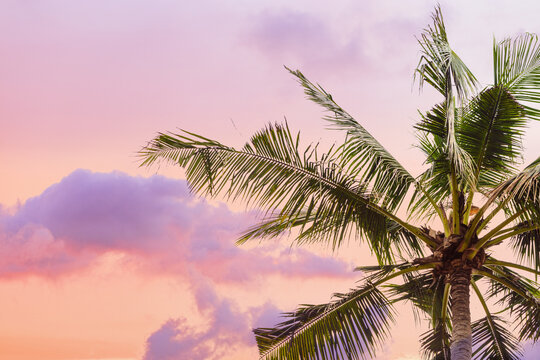 Palm tree close up against sunset sky, vanilla pastel color, green palm leaves of coconut tree on heaven as nature summer scenery, scenic view, aesthetic summer landscape, travel and vacation