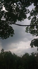 Trees and cloudy sky