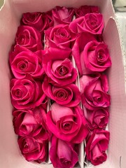 bouquet of pink roses