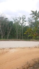 Dirt road, trees, clouds and sky