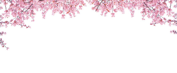 Sakura blooming in spring season isolated on white background.