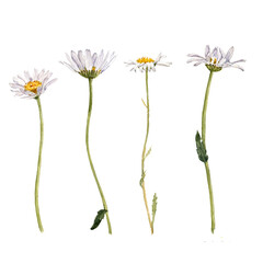 watercolor drawing plant of ox-eye daisy with green leaves and flowers, isolated at white background, natural element, hand drawn botanical illustration