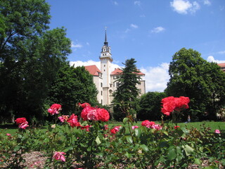 Rosengarten vor dem Schloss Hartenfels in Torgau