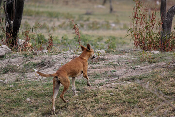 a beautiful dog hunting in a field in dry lake