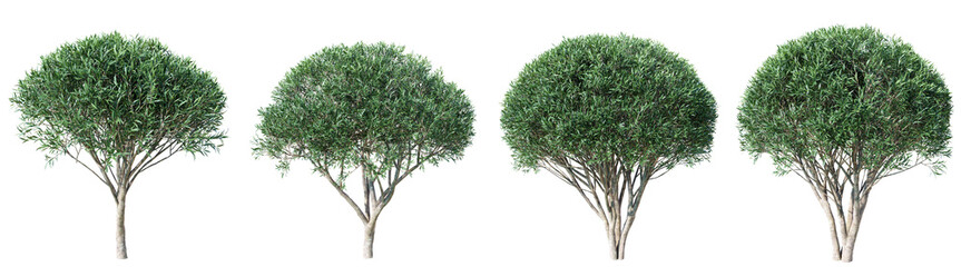 Salix fragilis tree isolated on transparent background 3d PNG - obrazy, fototapety, plakaty