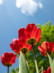 Red tulips against a blue sky with clouds - 763700597