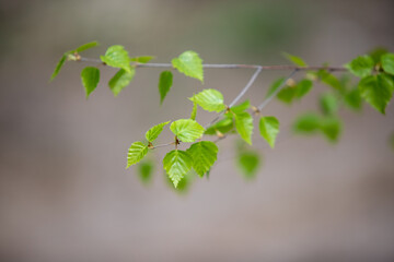 green tree leaves close-up on blurred bokeh background