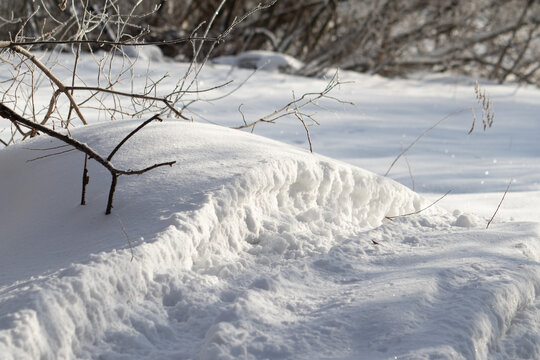 Frozen plants close-up outdoors, winter landscape, white snow.