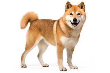 Akita inu isolated on white background. Beautiful dog.