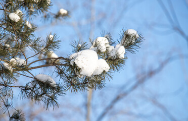 green pine trees covered with white snow, close-up landscape - 763701503