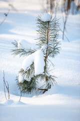 green pine trees covered with white snow, close-up landscape