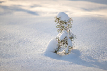 green pine trees covered with white snow, close-up landscape - 763701573
