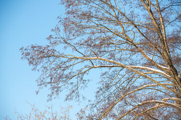 bushes and tree branches covered with snow, winter landscape close-up