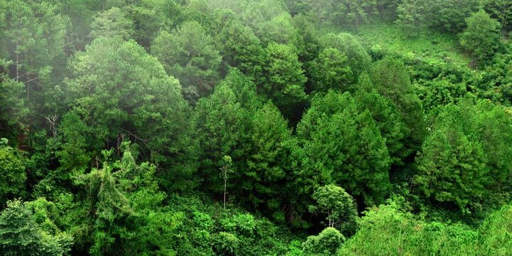 aerial video of lush and green trees in a misty mountainside forest