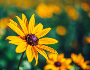 Obraz premium Flowering beautiful pansies in garden close-up. Summer natural banner with pansy flowers.