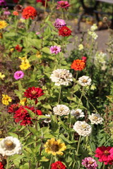 Obraz na płótnie Canvas flowers in the garden, Fort Edmonton Park, Edmonton, Alberta
