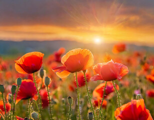 Fototapeta premium Poppy flower field at sunset; beautiful nature sunrise colors, banner
