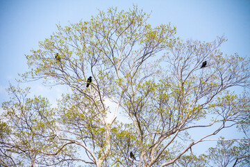 高い木に止まる数羽のカラス