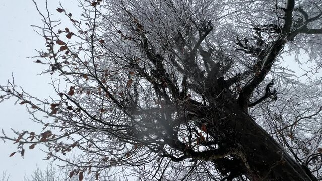 looking at the sky in winter season while snowfall started in forest the nature landscape of dry tree in Hyrcanian forest in Iran snow shower cloudy sky mountain nature wonderful winter scenic upward