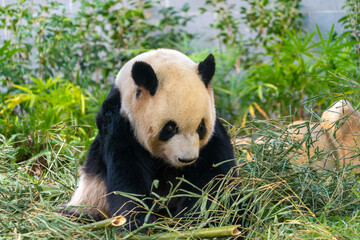 The giant panda eating bamboo in the Macau Giant Panda Pavilion, China. © Daniel Ferryanto