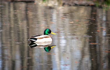 Wild duck swims in the pond, spring nature. - 763709702