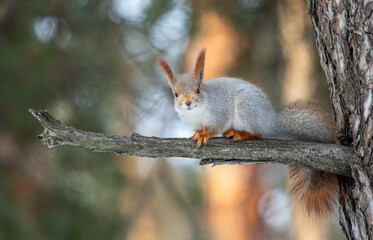 Squirrel on a tree in the forest. Forest landscape in winter.