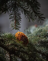 Pine Cone Resting on branch 