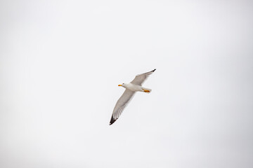 Seagull in flight against the sky