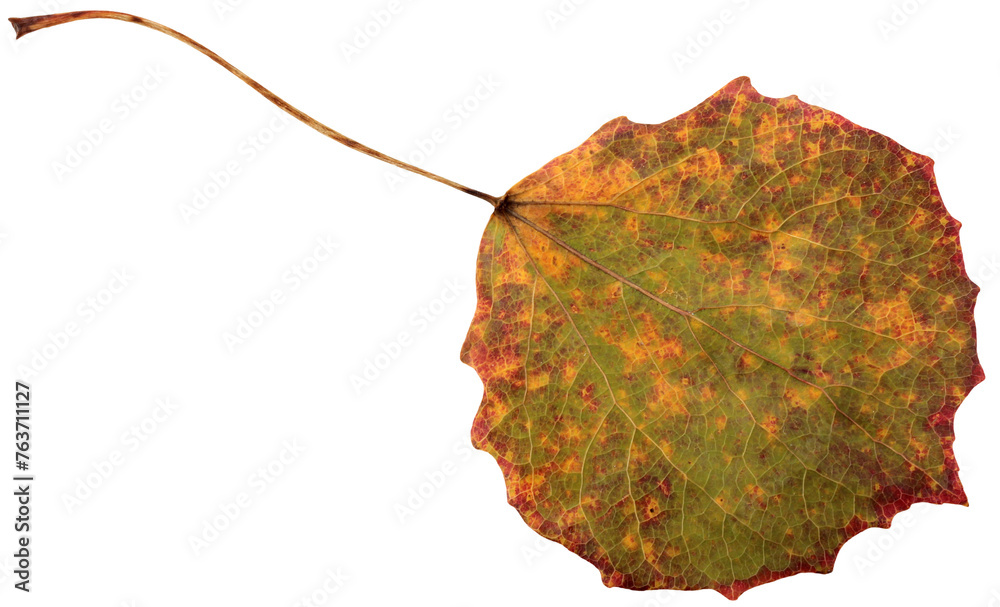 Wall mural isolate autumn fallen aspen leaf, cut from the background