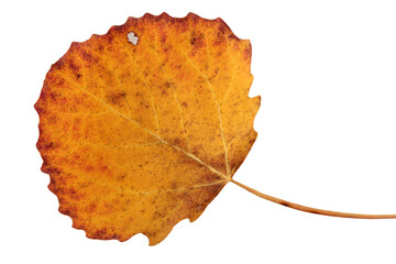 isolate autumn fallen aspen leaf, cut from the background