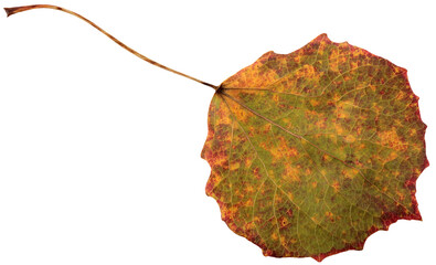 isolate autumn fallen aspen leaf, cut from the background