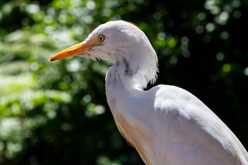 great white heron