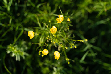 A closeup of a terrestrial plant with vibrant yellow flowers and lush green leaves. The plant is a flowering evergreen shrub, adding beauty to the natural landscape