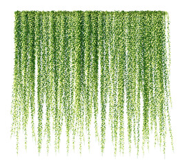 Ivy curtain, green creeper vines. Green hanging ivy or hedera helix. Png transparency