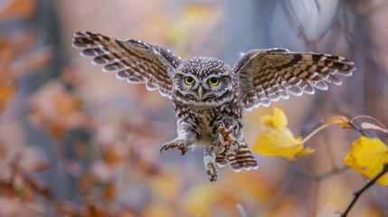 Fototapeta premium Small owl in flight amongst autumn foliage, focused eyes and spread wings capturing the essence of the wild
