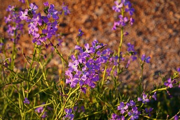 Sea stock, or Matthiola sinuata flowers in the spring, in Attica, Greece