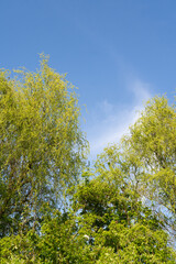 A lush evergreen tree with a canopy of green leaves stands tall against the backdrop of a clear blue sky, creating a serene natural landscape. Early spring.
