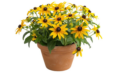 Flower Pot of Black-Eyed Susan isolated on transparent Background