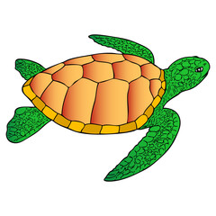 turtle vector illustration