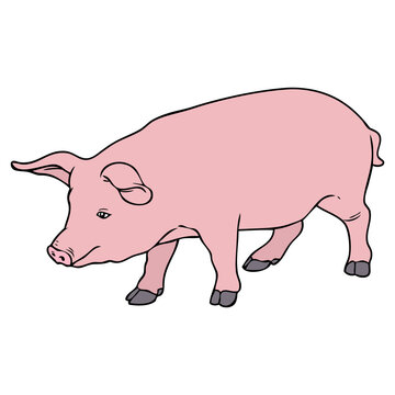 pig vector illustration