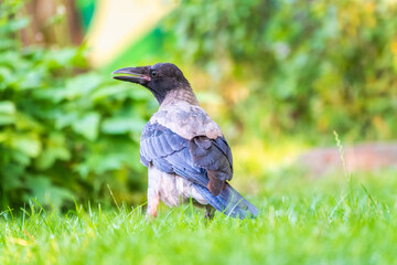 Obraz premium Hooded crow, corvus cornix, standing on the lawn in the spring or summer
