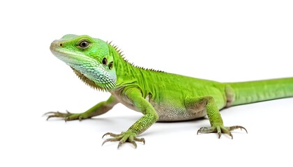 Naklejka premium One green lizard isolated on a white background.