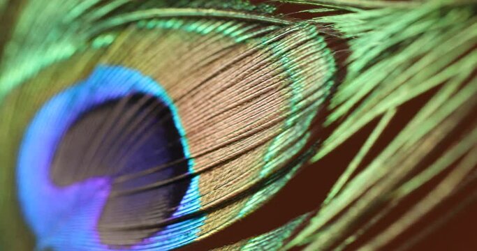 Peacock feather multicolored Macro shot