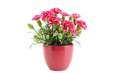 Fototapeta premium Carnation Container: Flowering Charm isolated on transparent Background