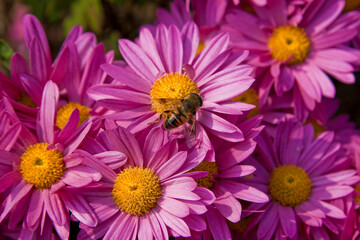 pink and white flowers