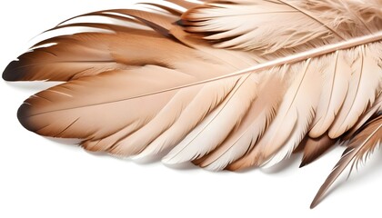 Beige brown feather of bird, on white background