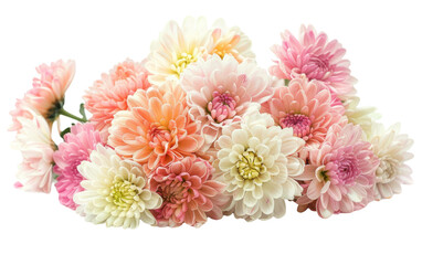 Chrysanthemum Blossom Bouquets isolated on transparent Background