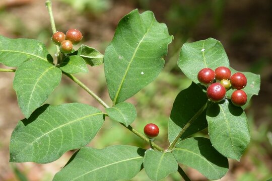 Rauvolfia tetraphylla, commonly known as Sarpagandha or Indian Snakeroot, is a species of flowering plant native to the Indian subcontinent.