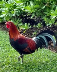 rooster on the farm